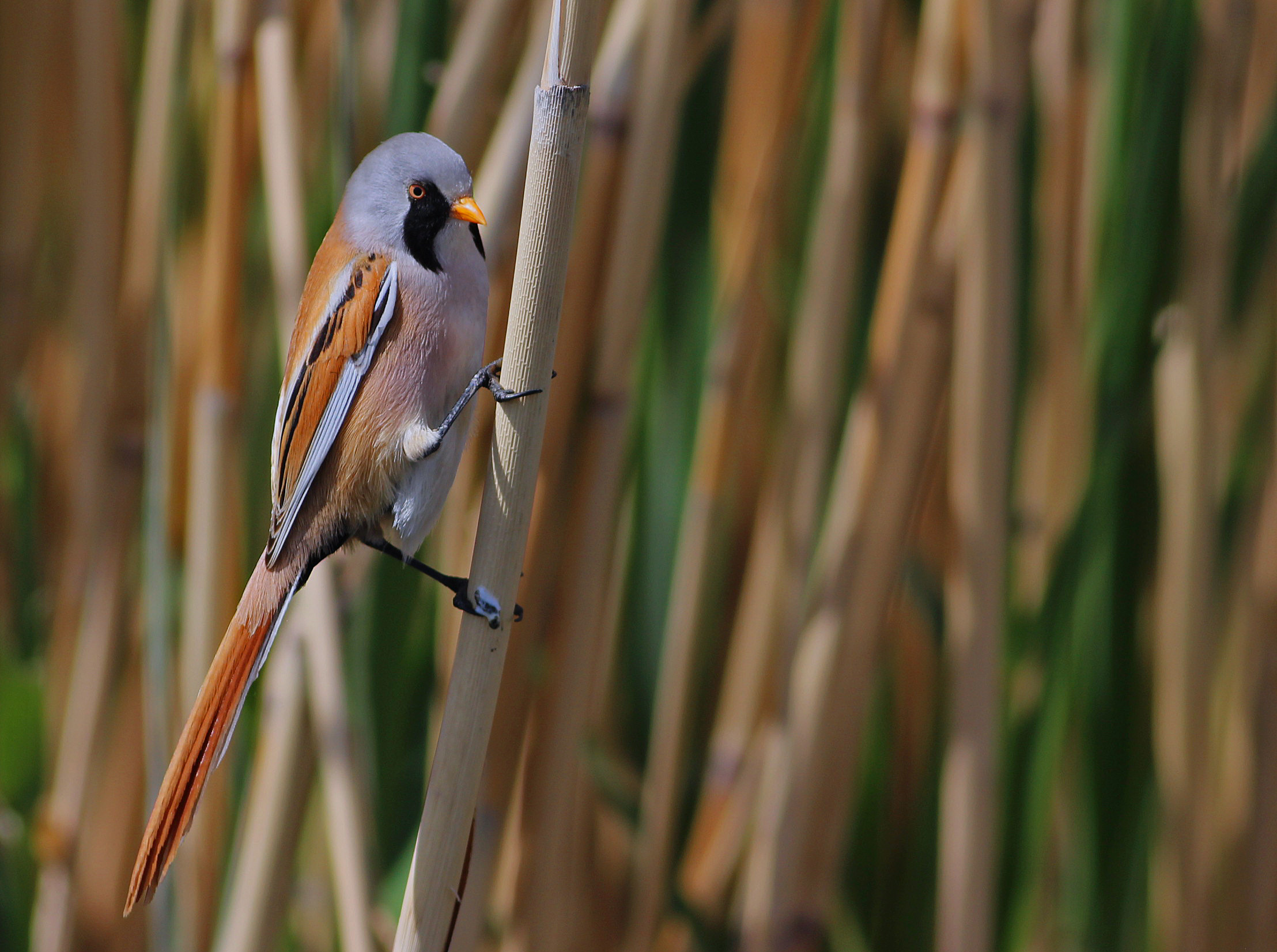 Bearded Reedling